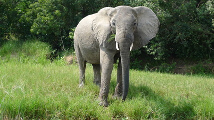 Fototapeta premium Uganda, Africa