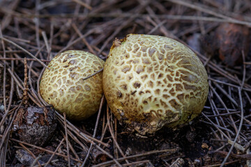 Naklejka na ściany i meble Puffball Fungi (Scleroderma cepa) - NSW, Australia