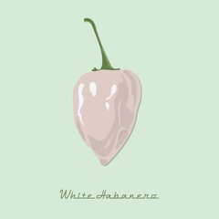 white habanero pepper