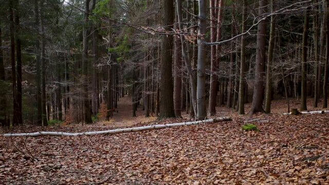 The forest floor covered with dry brown leaves during autumn in Jelenia Gora, Poland - wide pan