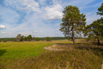 Beautiful Russian field with path, tree, blue sky.