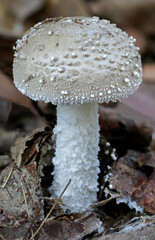 Amanita ananiceps fungus - approx 30mm dia - NSW, Australia