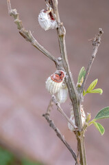Icerya Purchasi (Cottony Cushion Scales) On Pigeon Peas Tree