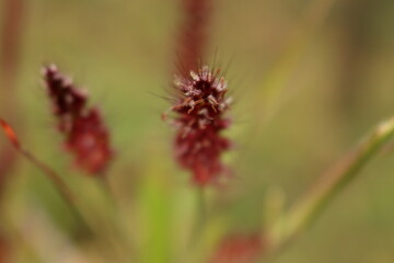 red flower of a bush