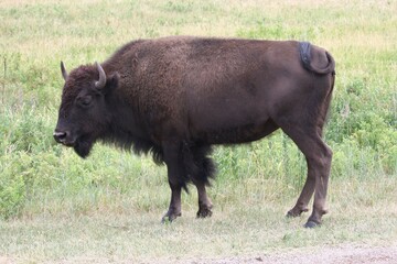 Buffalo Walking In A Field