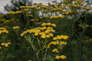 Yellow wild flowers in the field. Full background.