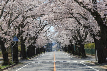 春・桜並木