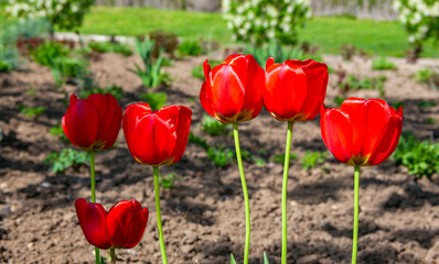 Close-up beautiful Red Tulip with green grass and plowed land in background