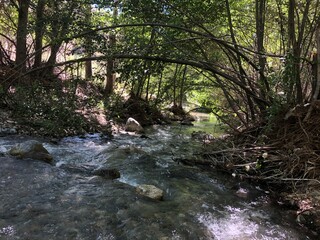 river in the forest
