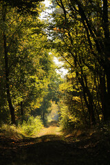 Fototapeta premium Road through a colorful autumn forest.