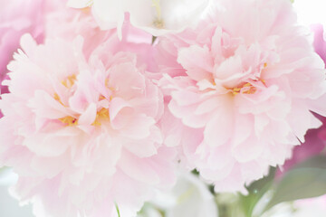 Fresh peony flower bouquet. Beautiful Pink Flowers still life