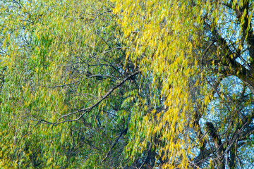 The rich color of willow in autumn.