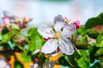 An apple blossom in the bloor background.