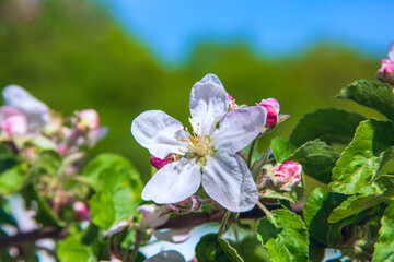 An apple blossom in the blue sky.
