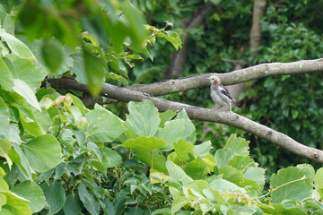 chestnut cheeked starling on branch