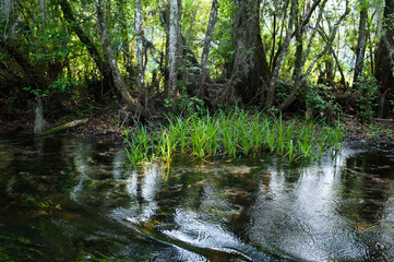 Beautiful and mysterious Wakulla spring state park Florida. Tillansia Spanish Moss, The filming location 