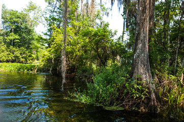 Fototapeta na wymiar Beautiful and mysterious Wakulla spring state park Florida. Tillansia Spanish Moss, The filming location 