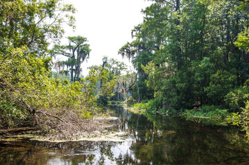 Beautiful and mysterious Wakulla spring state park Florida. Tillansia Spanish Moss, The filming location 