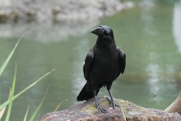 crow on rock