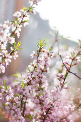 pink cherry blossom