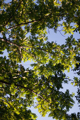 yellow leaves in the sky