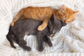 Two Cute tabby kittens sleeping and hugging on white knitted scarf.