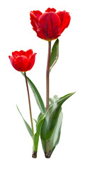 Two red tulips isolated on white. Spring flowers in the ground