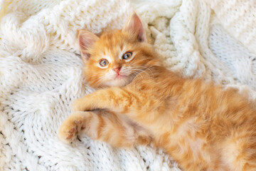 Cute little red kitten lies comfortably on white knitted scarf.