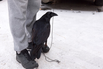 Man walks with his pet raven