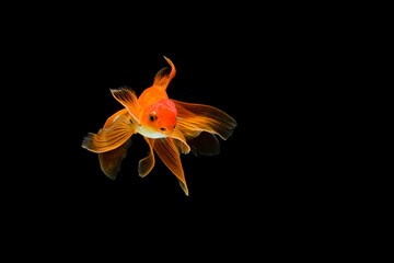 Fototapeta na wymiar goldfish isolated on a dark black background