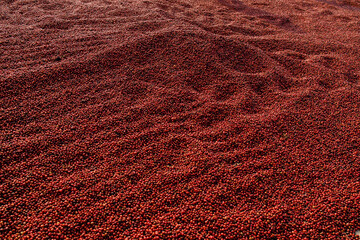 Coffee beans drying in the sun. Coffee plantations at coffee farm