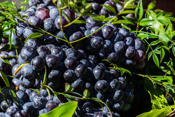 Dark grapes in a basket. Grape harvesting. Red wine grapes