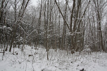 雪景色