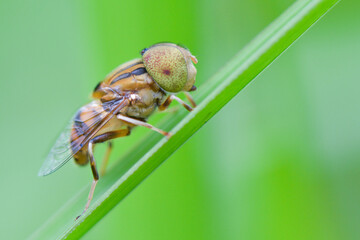 green bug on a leaf