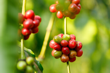 Robusta Coffee beans ripening on tree in North of thailand