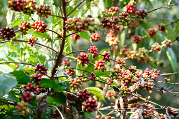 Coffee beans ripening on tree in North of thailand