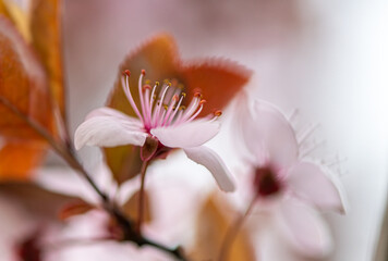 Pink blossom