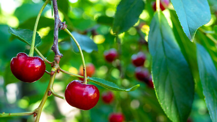 Two ripe red cherry berries hanging on tree branches in summer day in garden. Bokeh. Selective focus. Close-up.