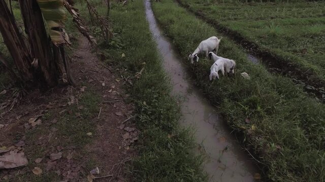the mother and two young goats are eating grass by the river