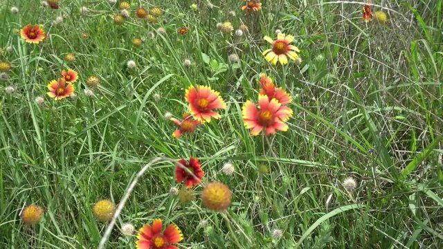 This is a clip of Texas wildflowers blowing in the summer wind.