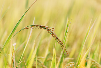 close up of yellow green rice field