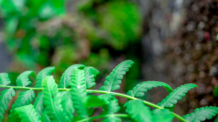 geen fern leaves in lush moss forest in topical forest
