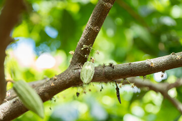 Cacao Tree (Theobroma cacao). Organic cocoa fruit pods in nature.