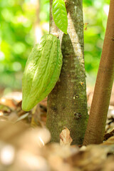 Cacao Tree (Theobroma cacao). Organic cocoa fruit pods in nature.