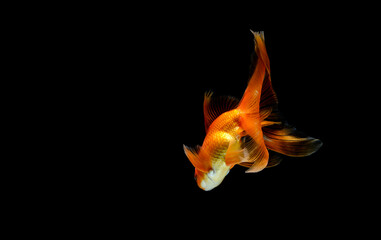 Fototapeta na wymiar goldfish isolated on a dark black background. different colorful Carassius auratus in the aquarium