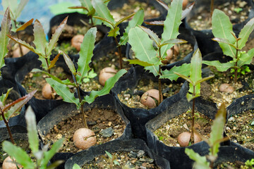 Macadamia nuts seedlings with green leaf
