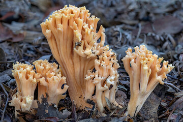 Ramaria formosa coral fungus - up to 150mm tall - NSW, Australia © Anne Powell