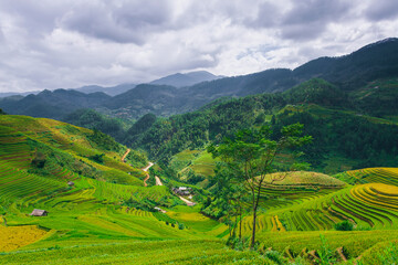 Rice fields on terraced of Mu Cang Chai, YenBai, Vietnam. Rice fields