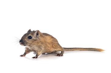 gerbil in studio
