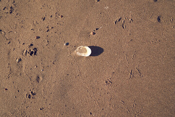 Picture of a sandstone shell.